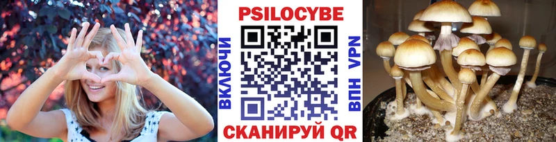 Псилоцибиновые грибы Psilocybine cubensis  Купить где  Буинск 